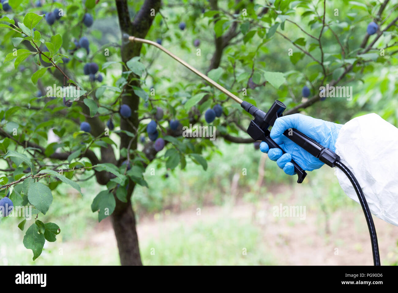 La pulvérisation de pesticides ou insecticides. Fruits non biologiques. Banque D'Images