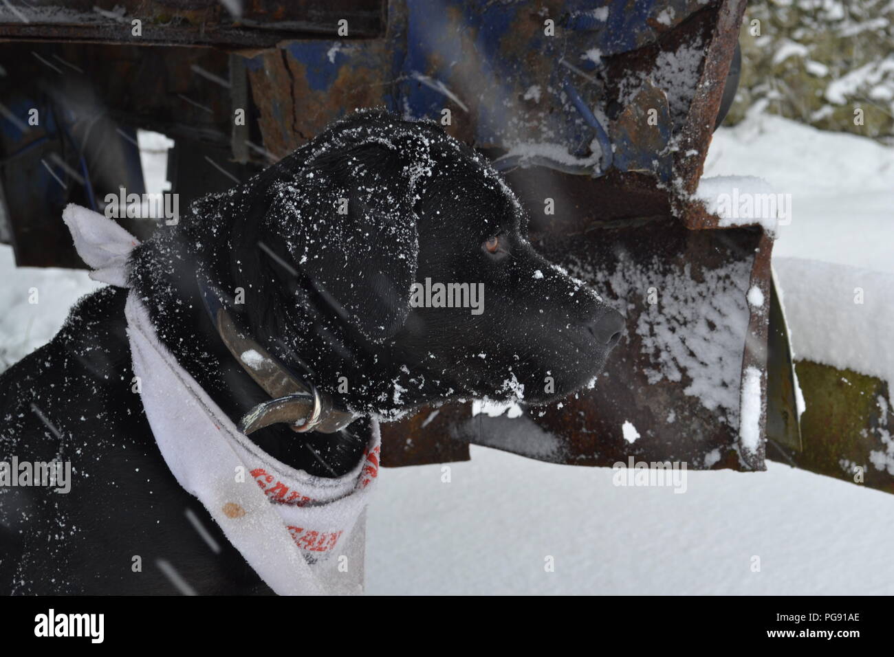 Cela a été pris lors de fortes chutes de neige en Irlande. Ce chien a pris l'abri sous un vieux camion car la neige tombée autour d'elle. Banque D'Images