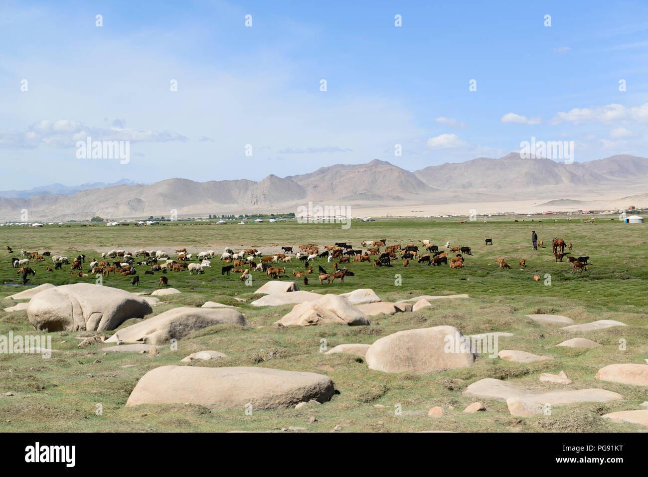 Troupeaux de moutons et chèvres nomades près de leurs gers. Banque D'Images