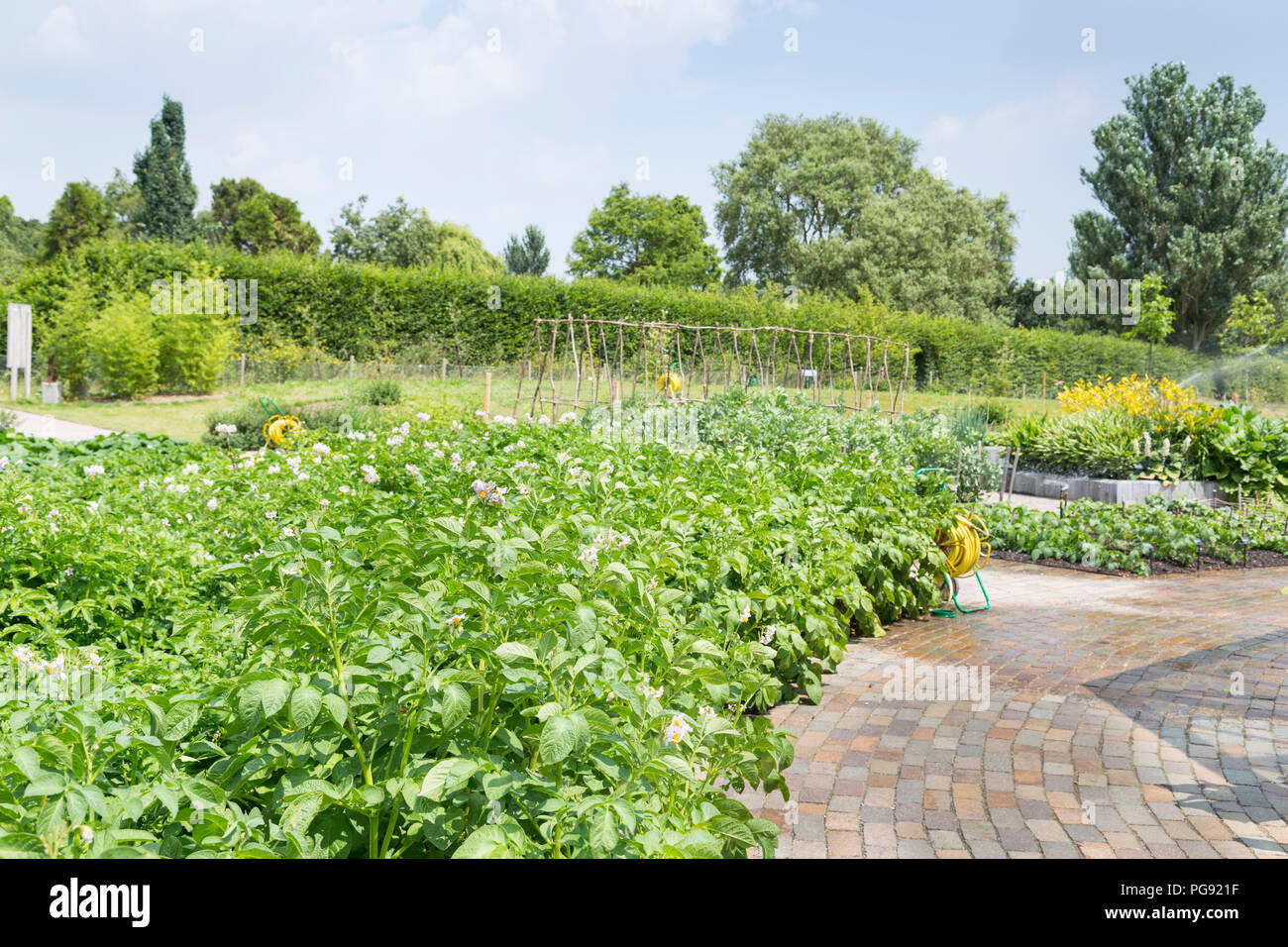 Une rangée de plants de pommes de terre en fleurs en été sur RHS Hyde Hall garden - UK Banque D'Images