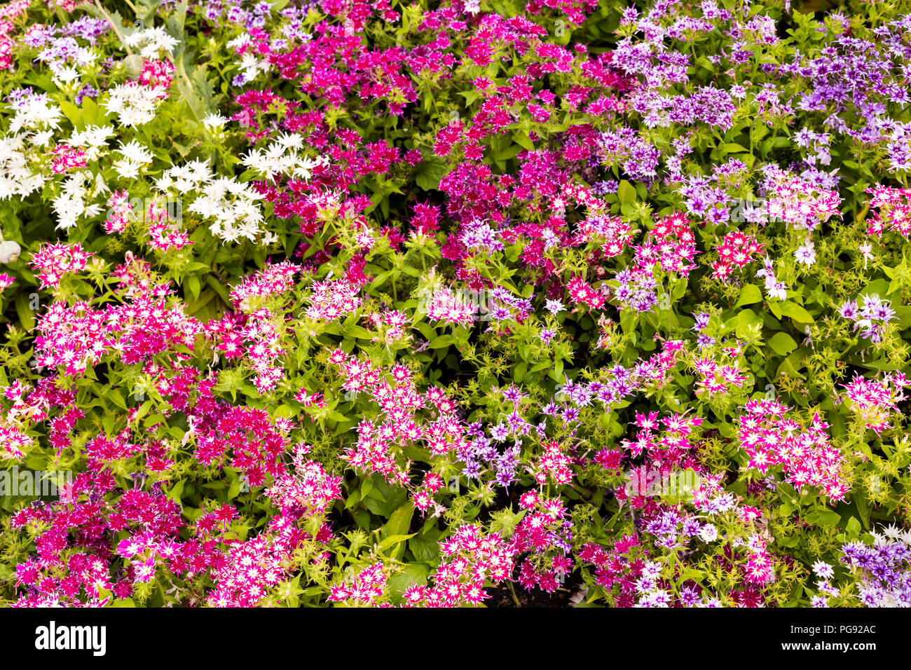 Beau blanc vibrant violet purple fleurs colorées comme arrière-plan close up Banque D'Images