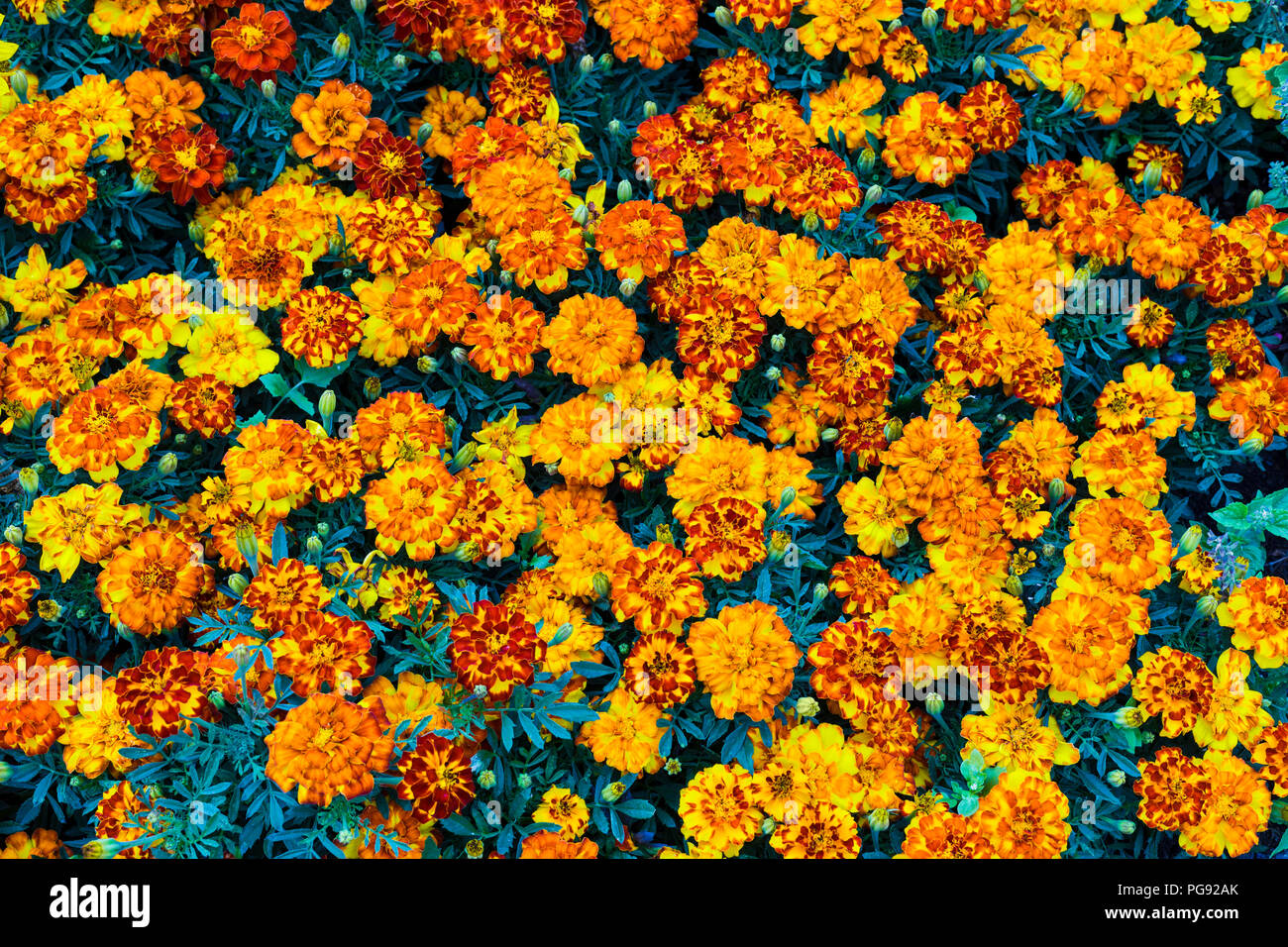 De belles fleurs de couleur rouge jaune vif comme arrière-plan close up Banque D'Images
