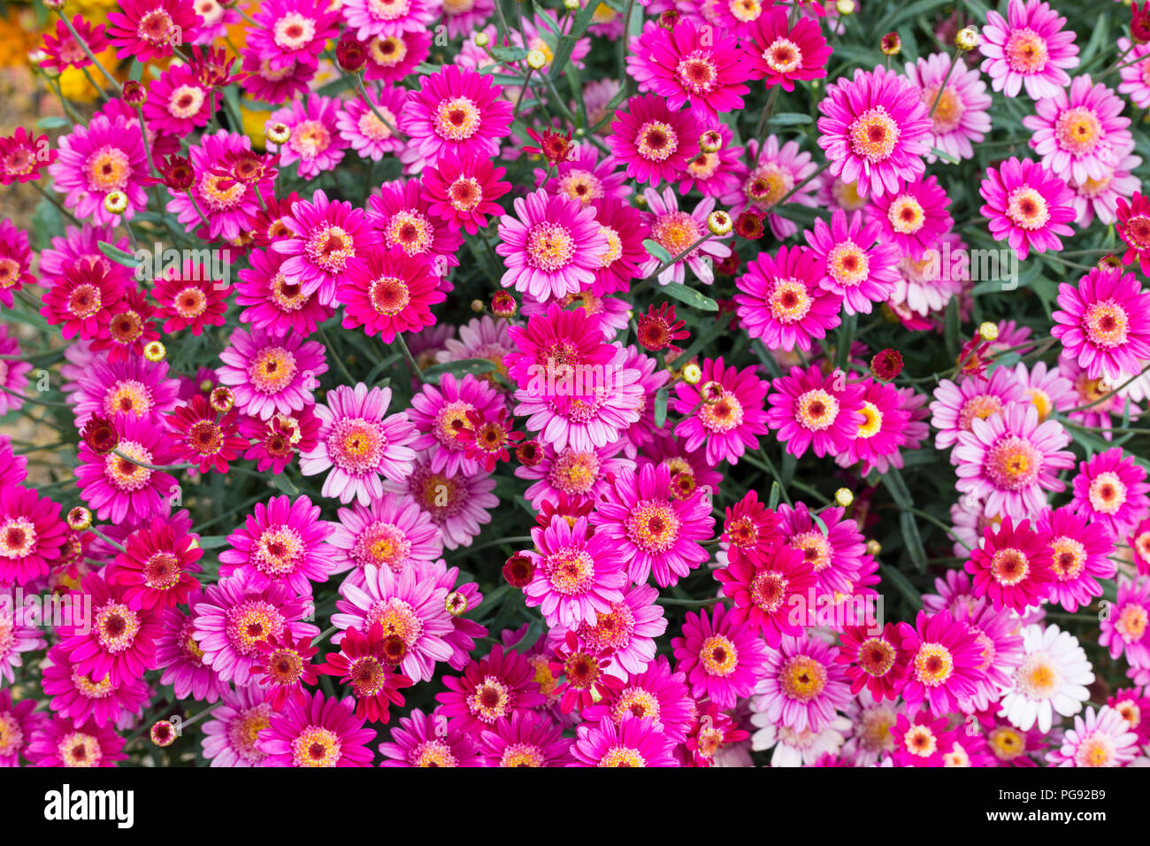 Belle couleur rouge rose fleurs comme contexte close up Banque D'Images