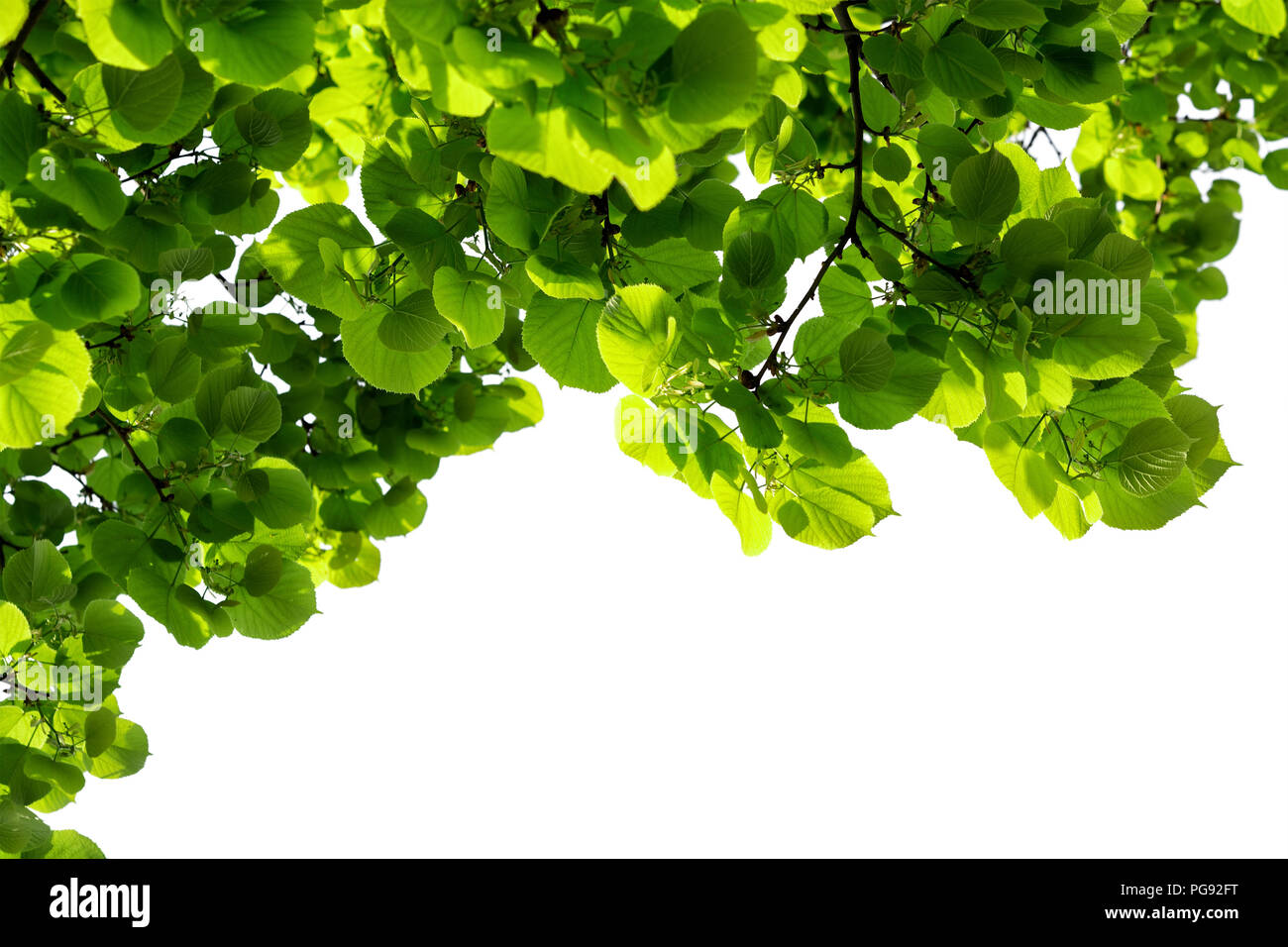 La direction générale de linden Vert feuilles isolées sur fond blanc. Arrière-plan de la nature. Concept organique. Banque D'Images