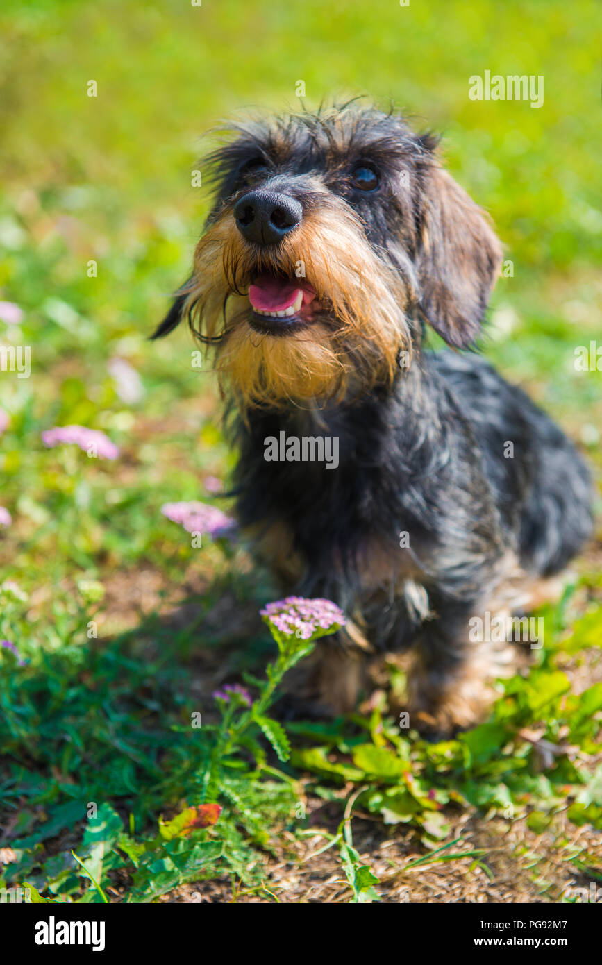 Chien teckel rigolo sur une promenade et fleurs d'été dans le jardin Banque D'Images