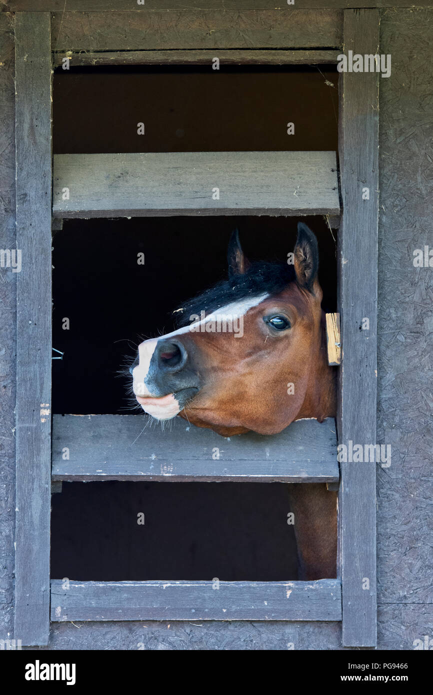 Les chevaux sortent d'une porte stable lors d'un spectacle agricole. ROYAUME-UNI Banque D'Images