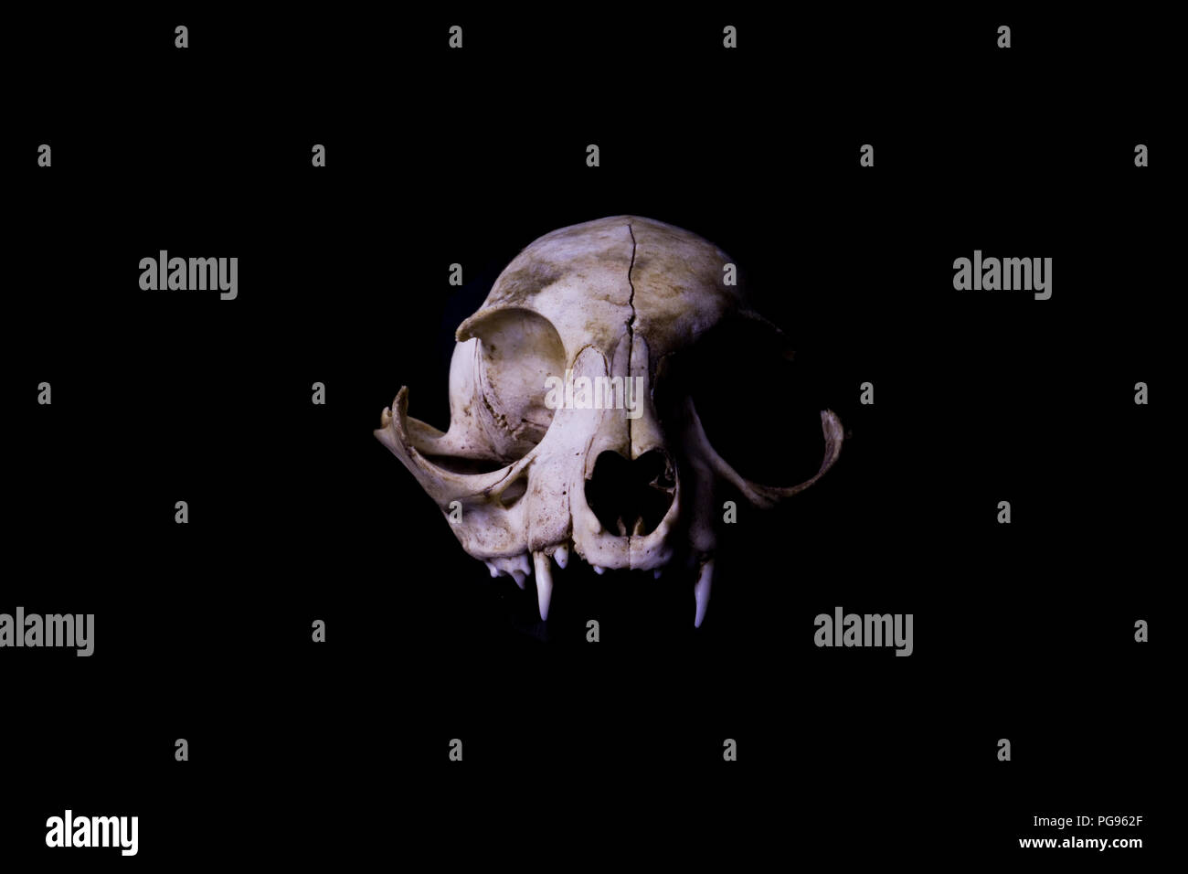 Crane De Chat Sur Fond Noir Des Os D Animaux Et D Anatomie Photo Stock Alamy