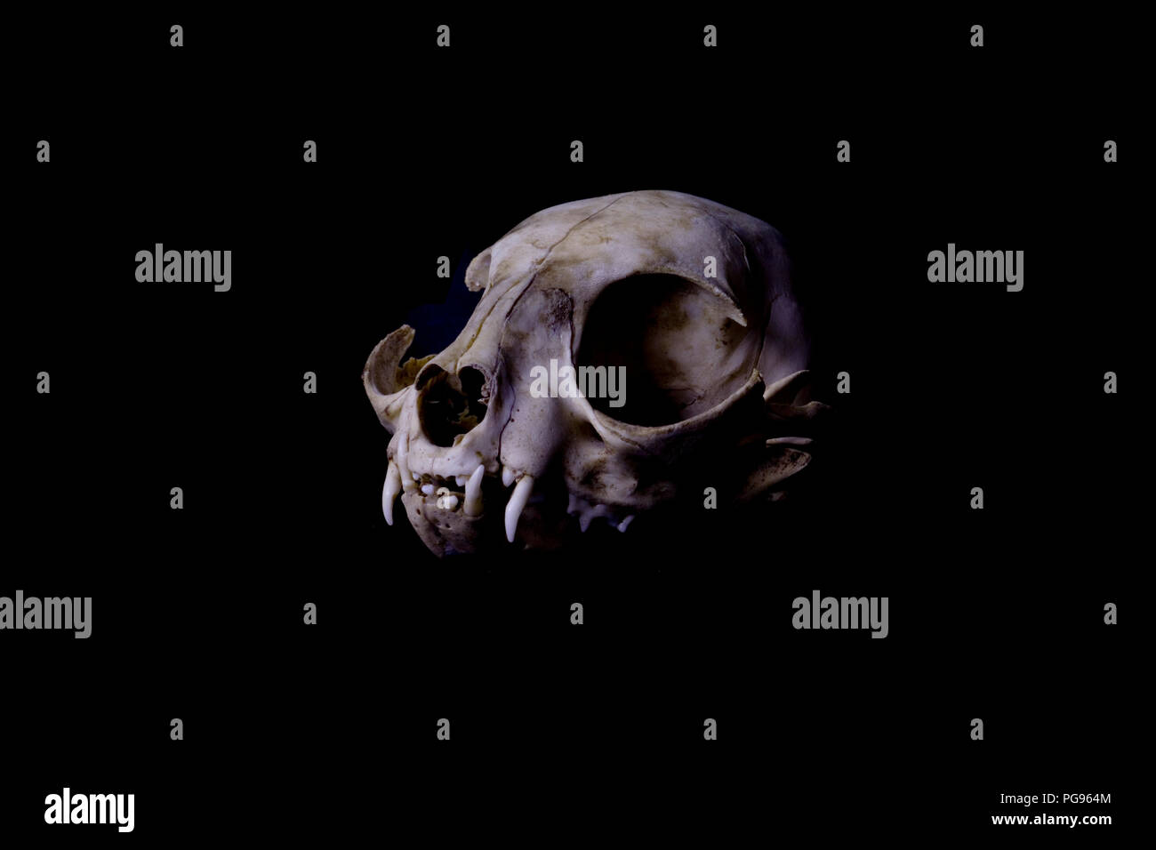 Crâne de chat sur fond noir. Médecine légale, scientifique et artistique, photographie de la vie et de la mort de l'anatomie. Concept de la mort. Crâne de chat close up. Banque D'Images