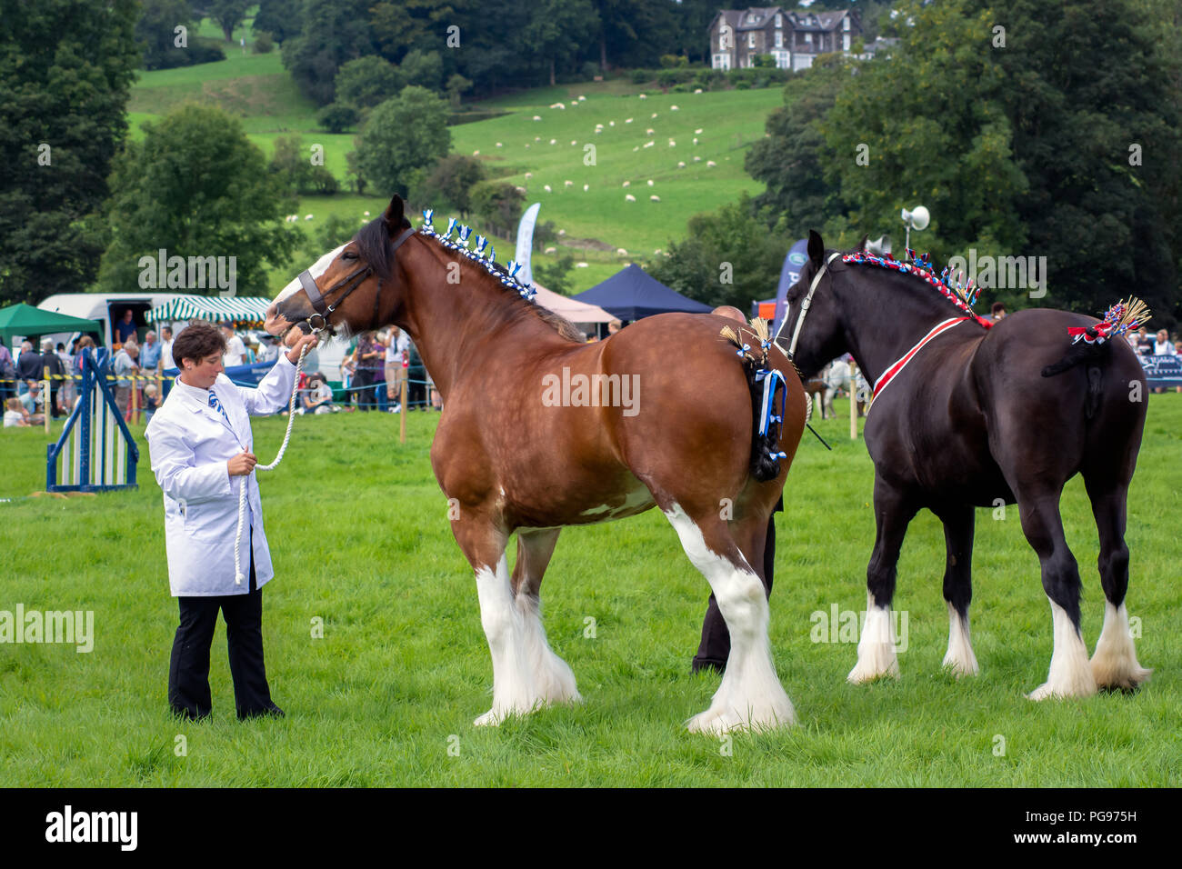 À en juger dans la classe de chevaux lourds à Hawkshead Show Cumbria Banque D'Images