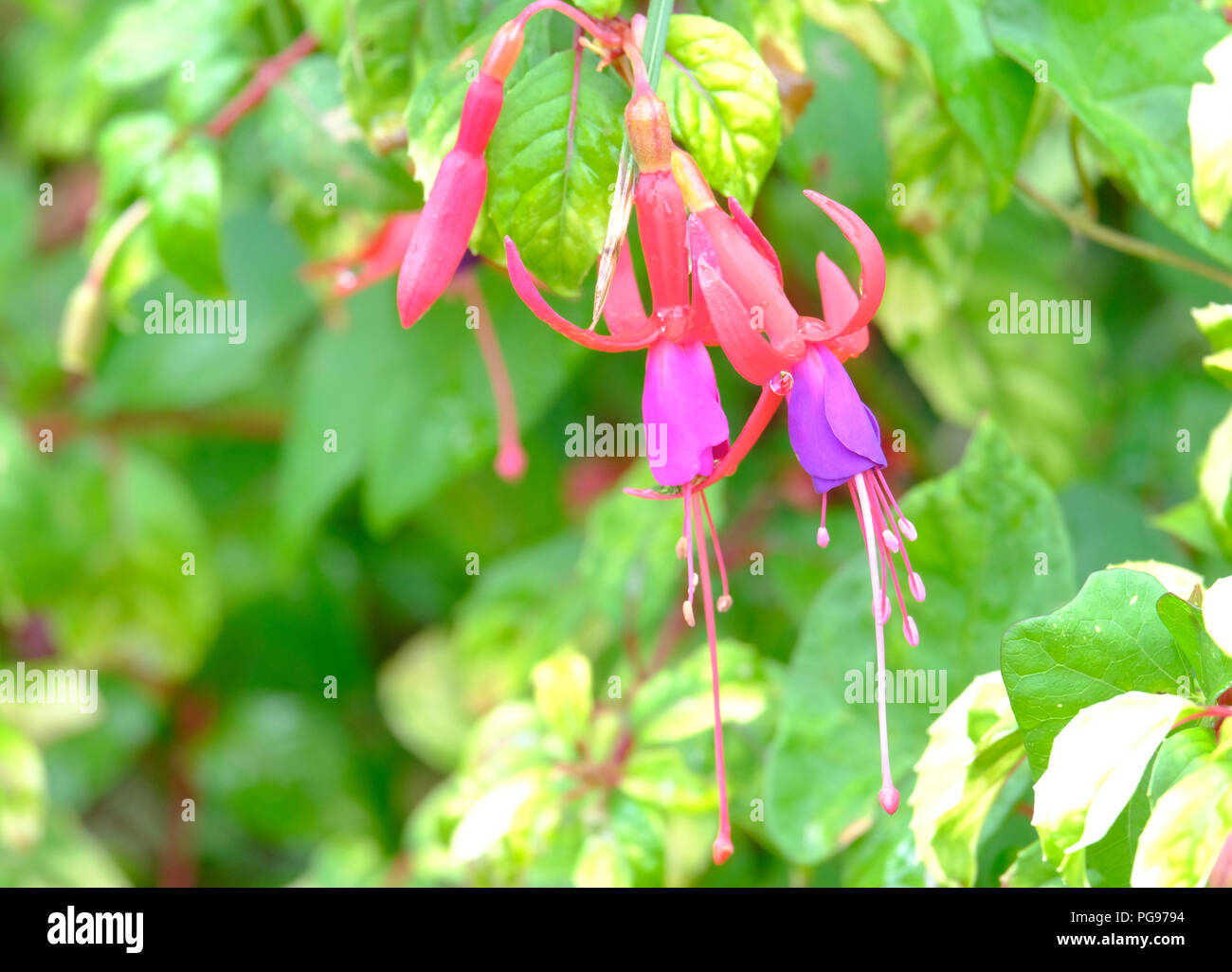 Clair rose et lilas fleurs Fuschia à la fin de l'été - variété inconnu Banque D'Images