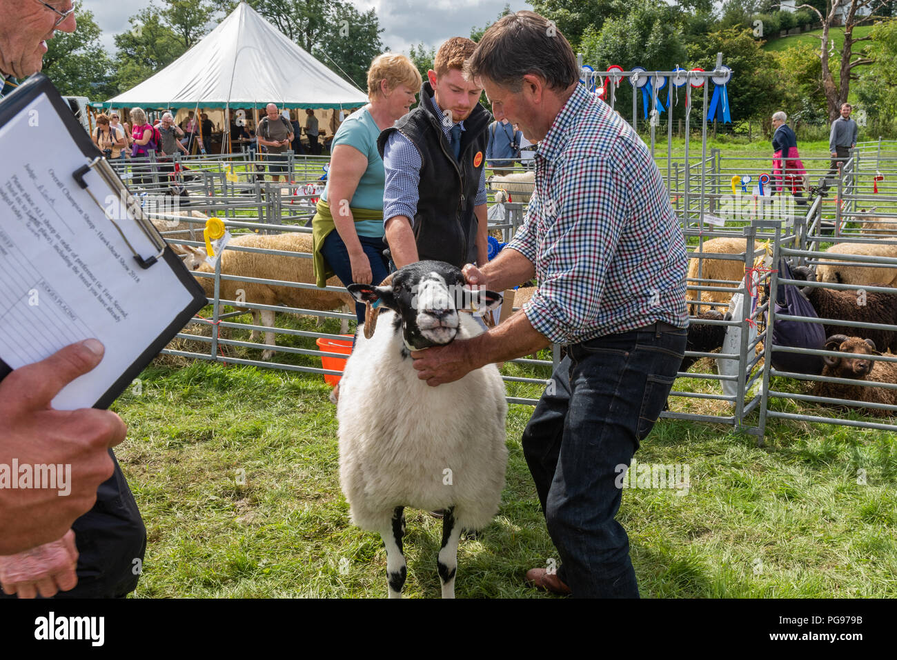 À en juger l'ensemble des moutons Champion à l'Hawkshead Show en Cumbria Banque D'Images