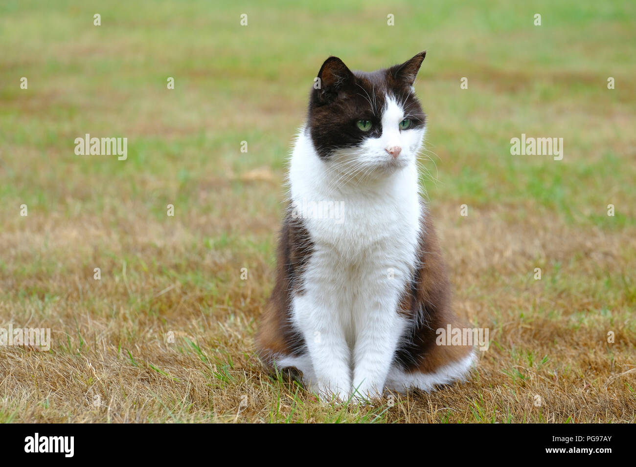 Chat Noir Et Blanc En Anglais Jardin Pres De Statue En Pierre De Cat Photo Stock Alamy