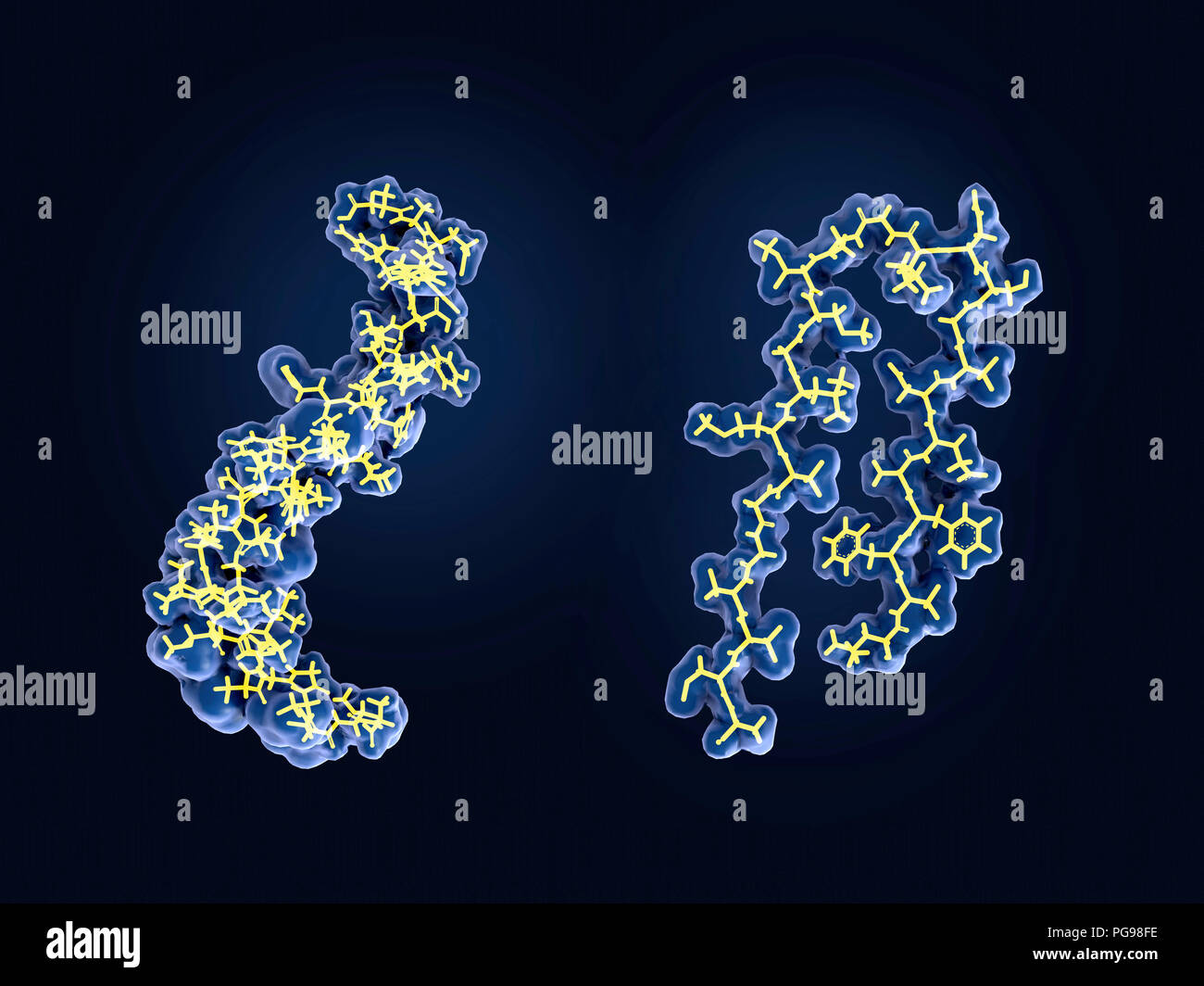 La protéine amyloïde des modifications structurelles, modèles moléculaires. Après avoir été fendues par le gamma et bêta sécrétases, le peptide bêta-amyloïde, qui dispose d'environ 40 résidus d'acides aminés, sort de la membrane (à droite), change de forme, et d'agrégats en longues fibrilles (à gauche). Ces plaques denses sous forme de fibrilles sur les cellules nerveuses, une caractéristique de la maladie d'Alzheimer. Banque D'Images
