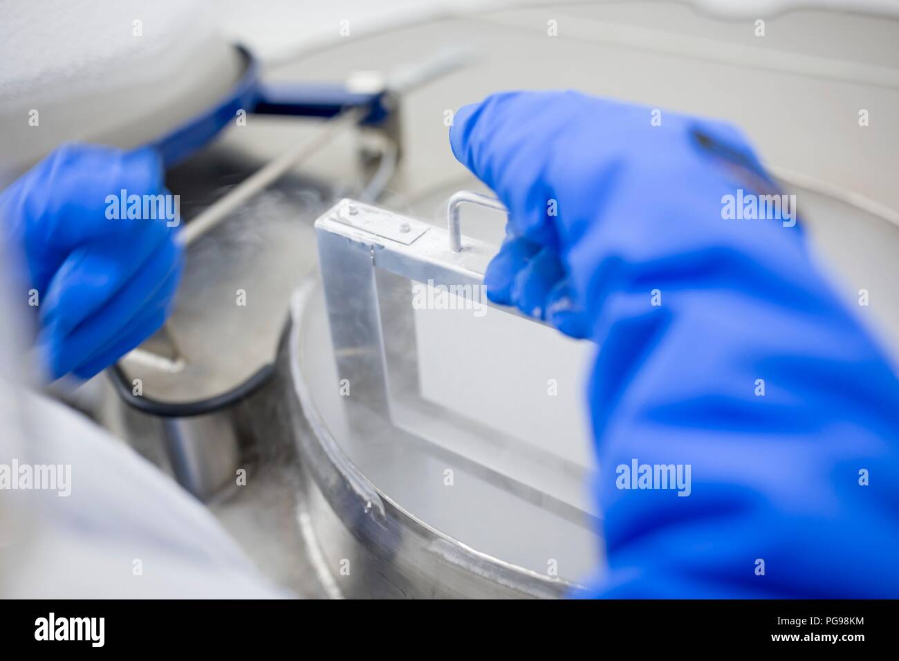 Le stockage des échantillons de cellules souches Technicien en cryostockage. Ils ont été congelés dans l'azote liquide pour les préserver. Les cellules souches sont une source potentielle de cellules pour réparer des tissus endommagés dans des maladies telles que la maladie de Parkinson et le diabète insulino-dépendant. Banque D'Images
