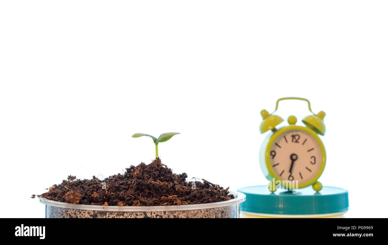 La croissance des plantes, de l'image conceptuelle. Banque D'Images