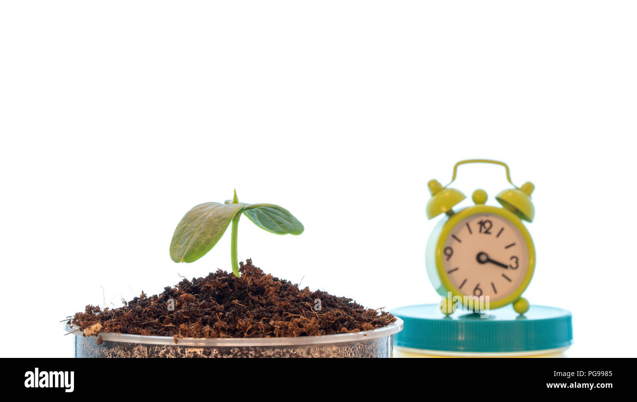 La croissance des plantes, de l'image conceptuelle. Banque D'Images