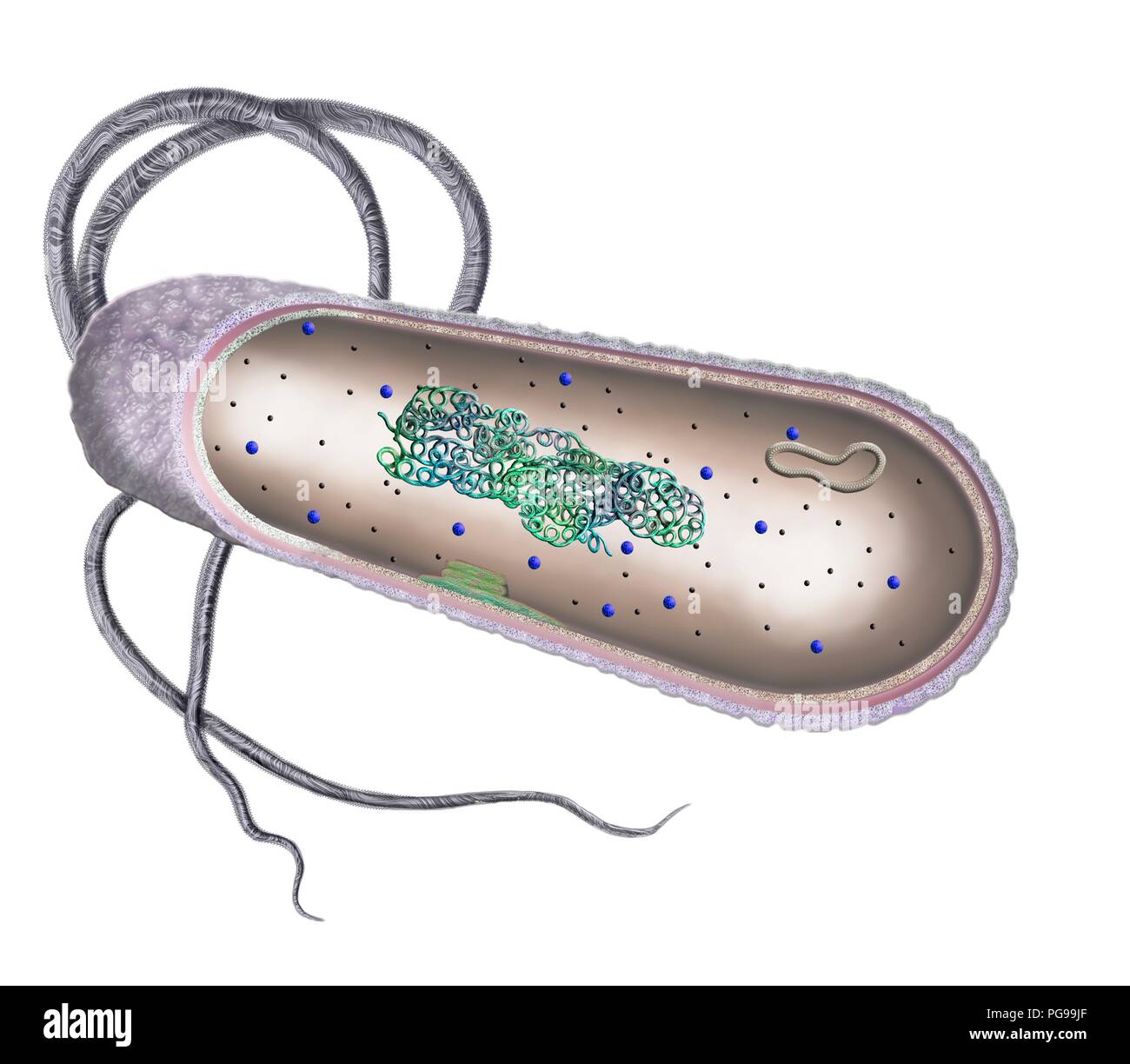 Cellule bactérienne. Illustration en coupe de la structure interne d'une cellule bactérienne typique. Les cellules bactériennes n'ont pas un noyau lié à la membrane ou orga Banque D'Images