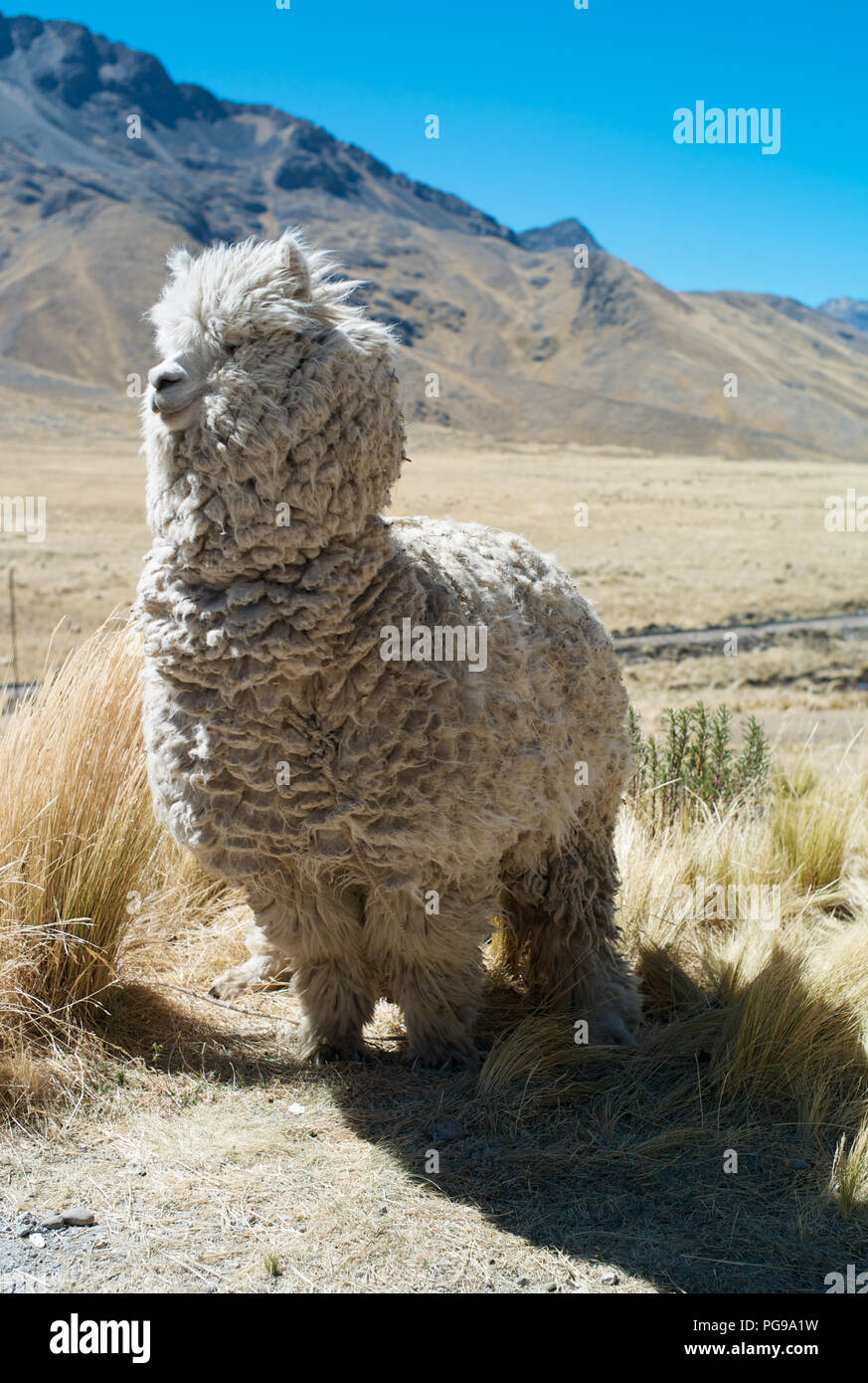 Llama sauvage avec White Fleece sur l'Altiplano du Pérou Banque D'Images