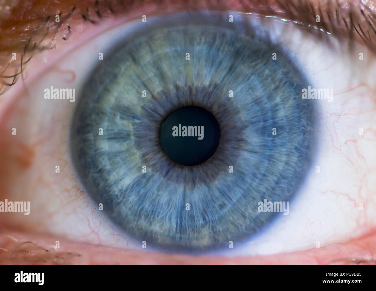 L'œil humain de sexe masculin d'une macro les yeux bleus de l'homme à la recherche dans l'objectif. Banque D'Images