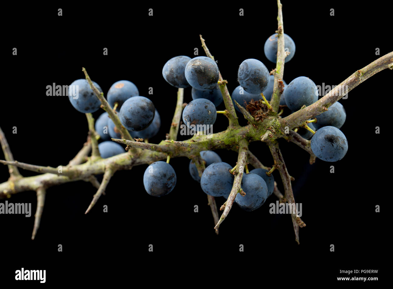 De plus en plus de petits fruits sur une branche ou prunelle, prunellier, Prunus spinosa. Le fruit de la prunelle est souvent utilisée pour aromatiser les boissons alcoolisé avec sloe gin étant sur Banque D'Images