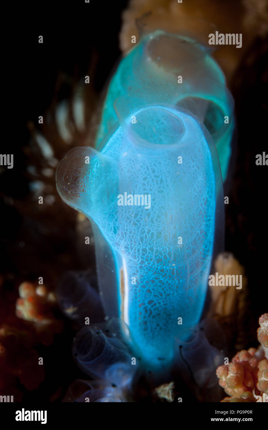 Délicate et colorée des tuniciers croître sur un récif de corail dans le Détroit de Lembeh (Indonésie). Ces organismes sont des organismes filtreurs et autour de trouvé dans tous les océans. Banque D'Images