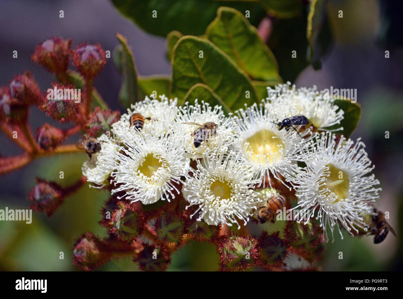 Les abeilles pollinisent les fleurs de Angophora hispida (pommier nain) dans le Royal National Park, NSW, Australie Banque D'Images