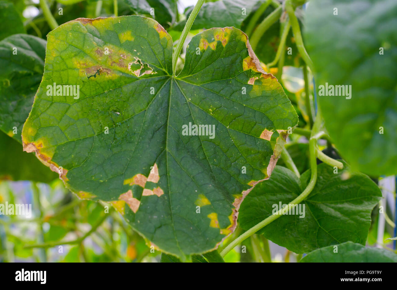 Maladies et ravageurs sur les feuilles de concombres. Studio Photo ...