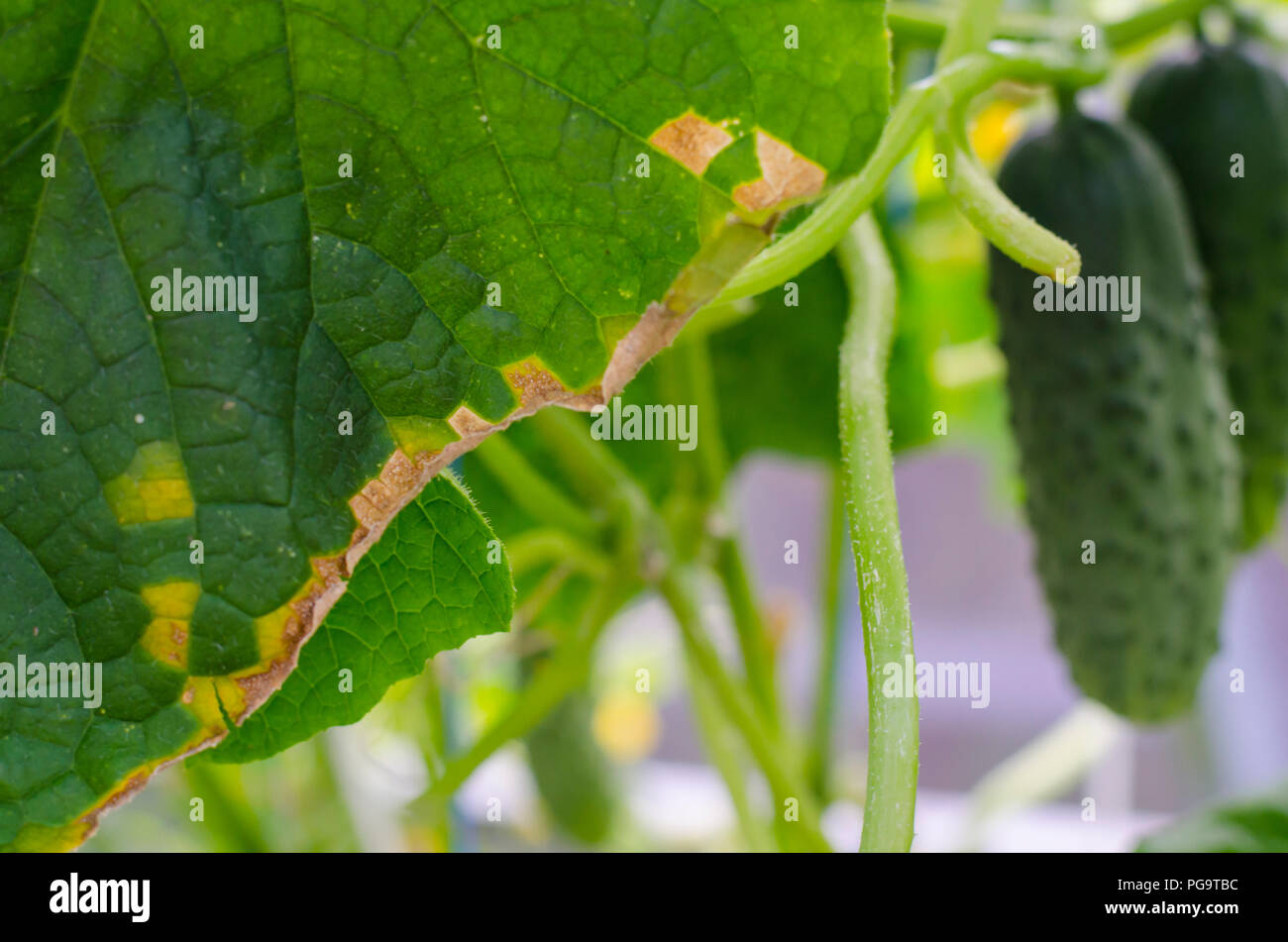 Maladies et ravageurs sur les feuilles de Studio Photo Photo Stock Alamy