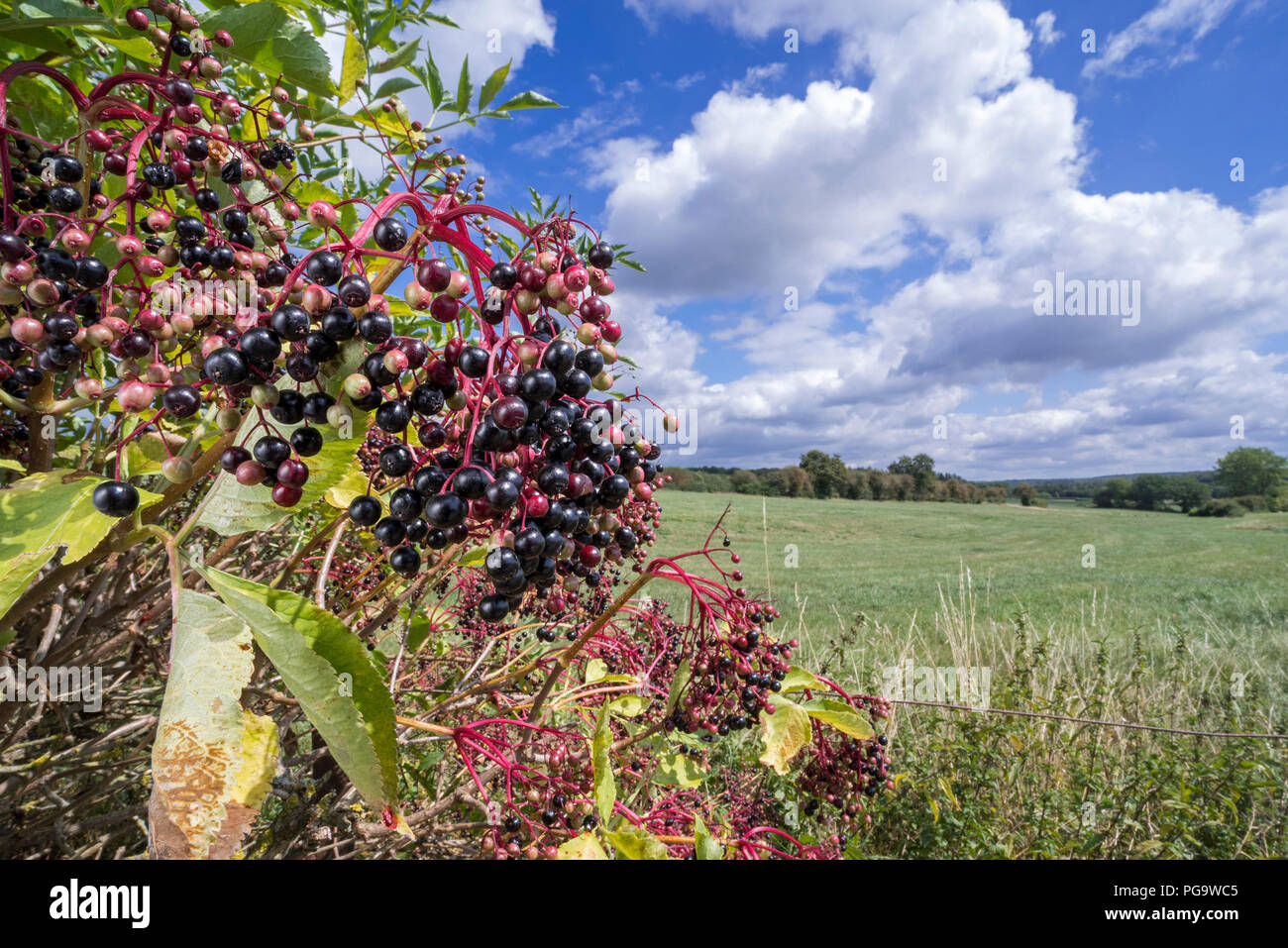 Aîné européenne / European le sureau (Sambucus nigra) montrant les grappes tombantes de baies noires en été / automne Banque D'Images