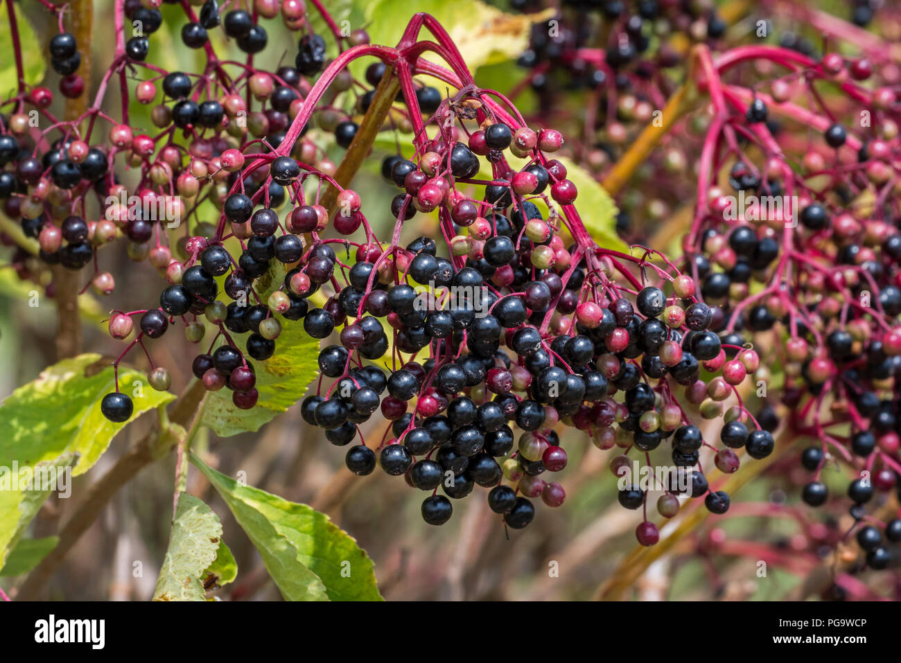 Aîné européenne / European le sureau (Sambucus nigra) montrant les grappes tombantes de baies noires en été / automne Banque D'Images