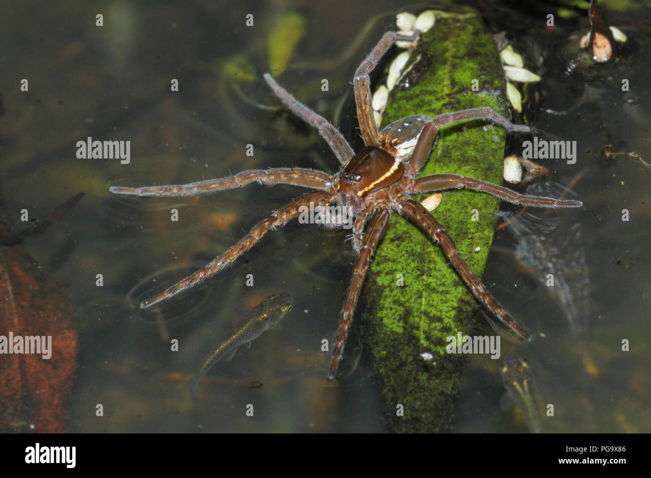 Un six-spotted spider pêche et les vairons. Banque D'Images