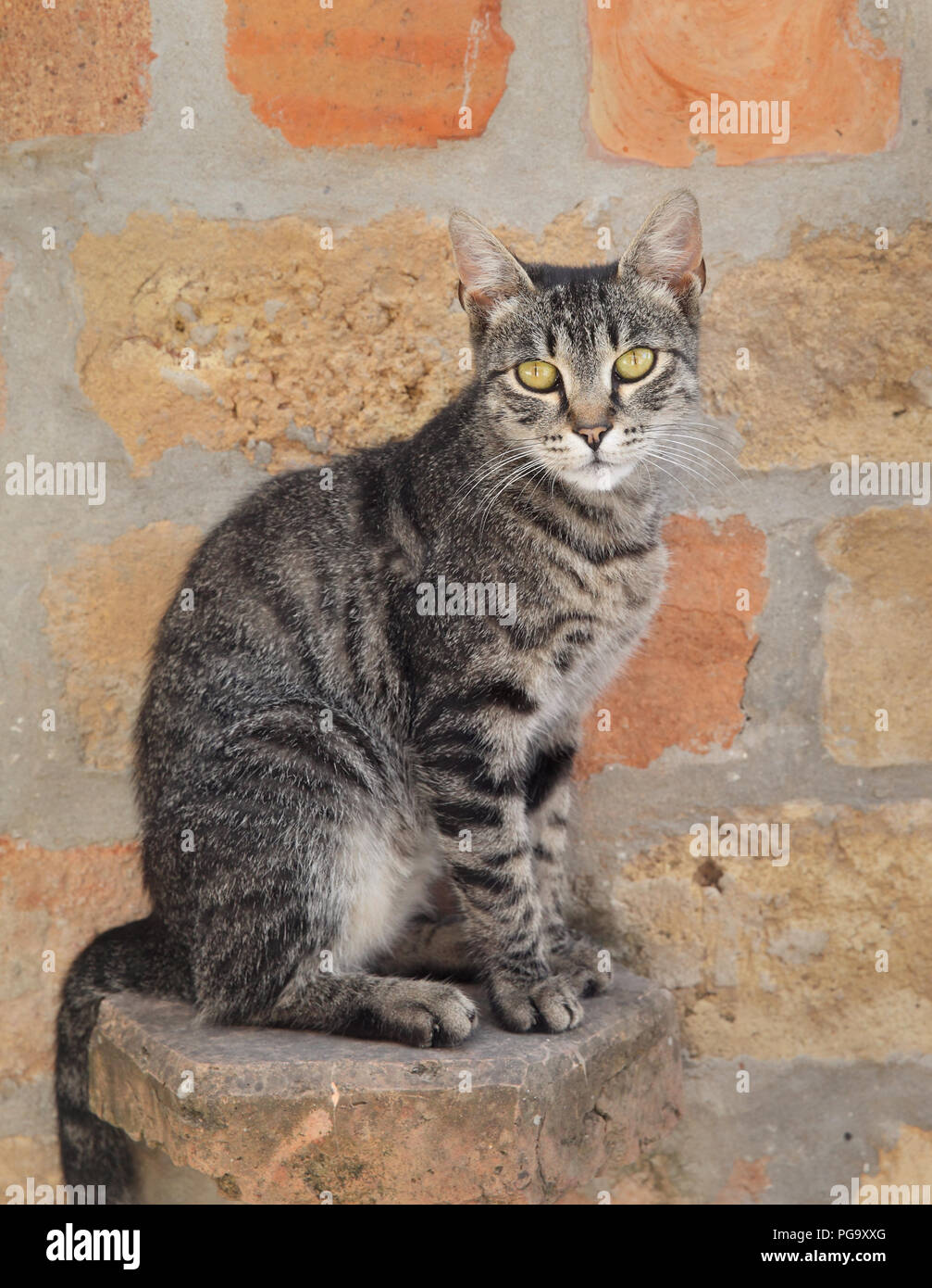 Melanger Race De Chat Assis Et A La Recherche D Appareil Photo En Face De Mur De Brique Photo Stock Alamy