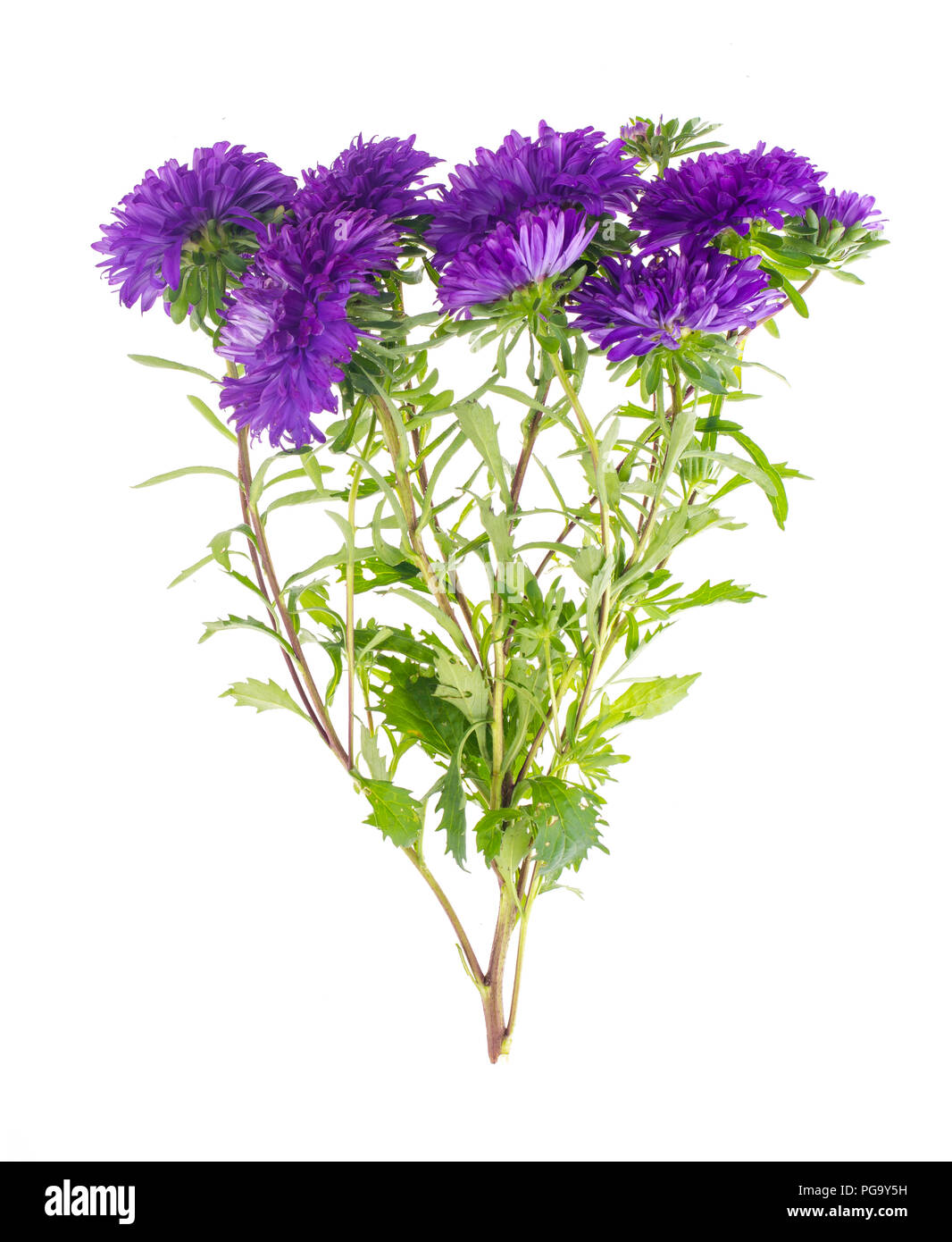 Bouquet de violettes d'automne les asters. Studio Photo Banque D'Images