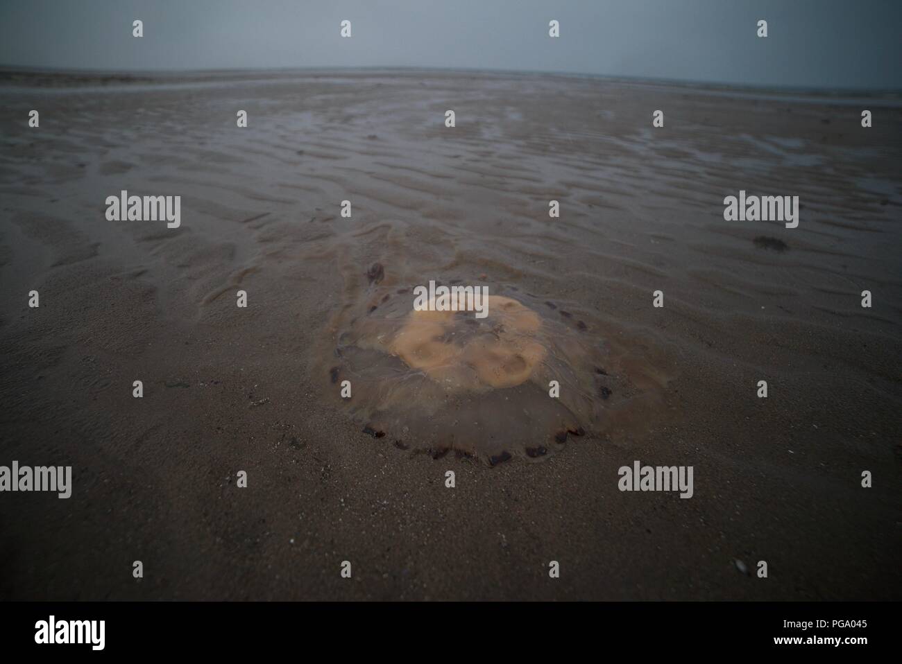 Les méduses se lavé jusqu'à une plage de sable fin de l'Angleterre (rejetés) Méduses Banque D'Images