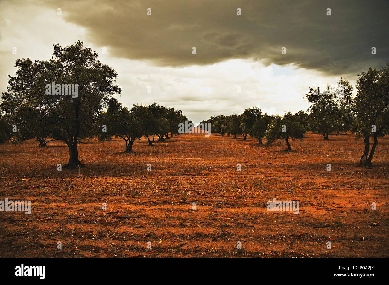 Zéro Mt olive grove, Grampians, Victoria, Australie. Banque D'Images