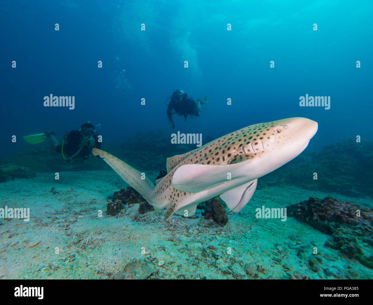 Requin léopard nage avec deux plongeurs derrière Banque D'Images