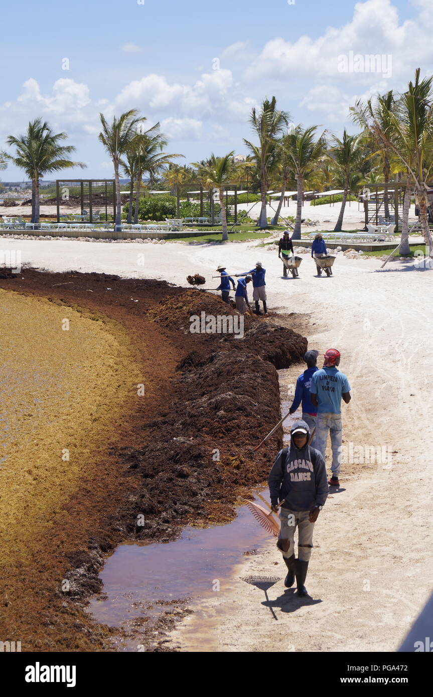 Nettoyage des travailleurs une plage de la République dominicaine au cours de l'invasion d'algues qui touche la côte est de l'île Banque D'Images