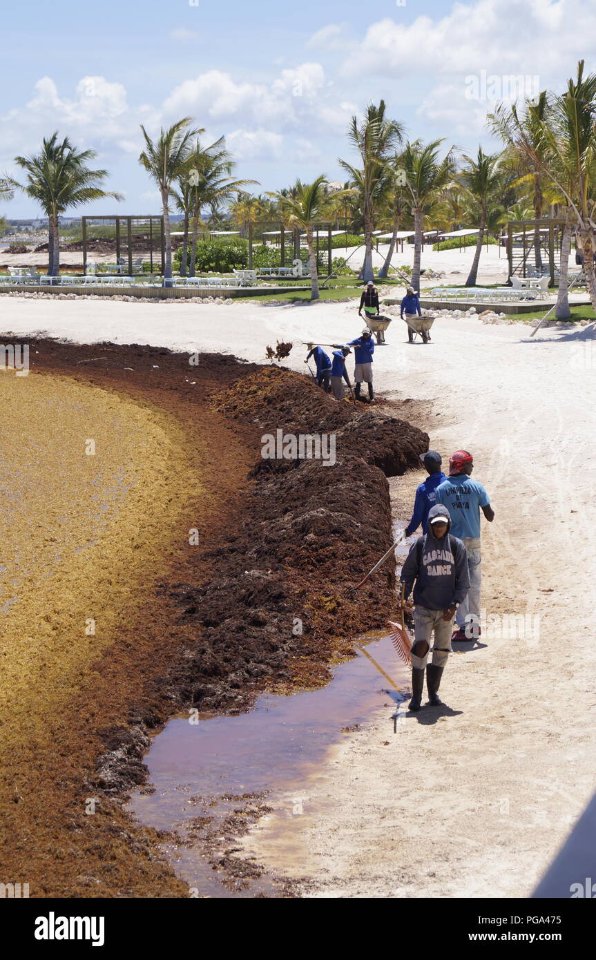 Nettoyage des travailleurs une plage de la République dominicaine au cours de l'invasion d'algues qui touche la côte est de l'île Banque D'Images