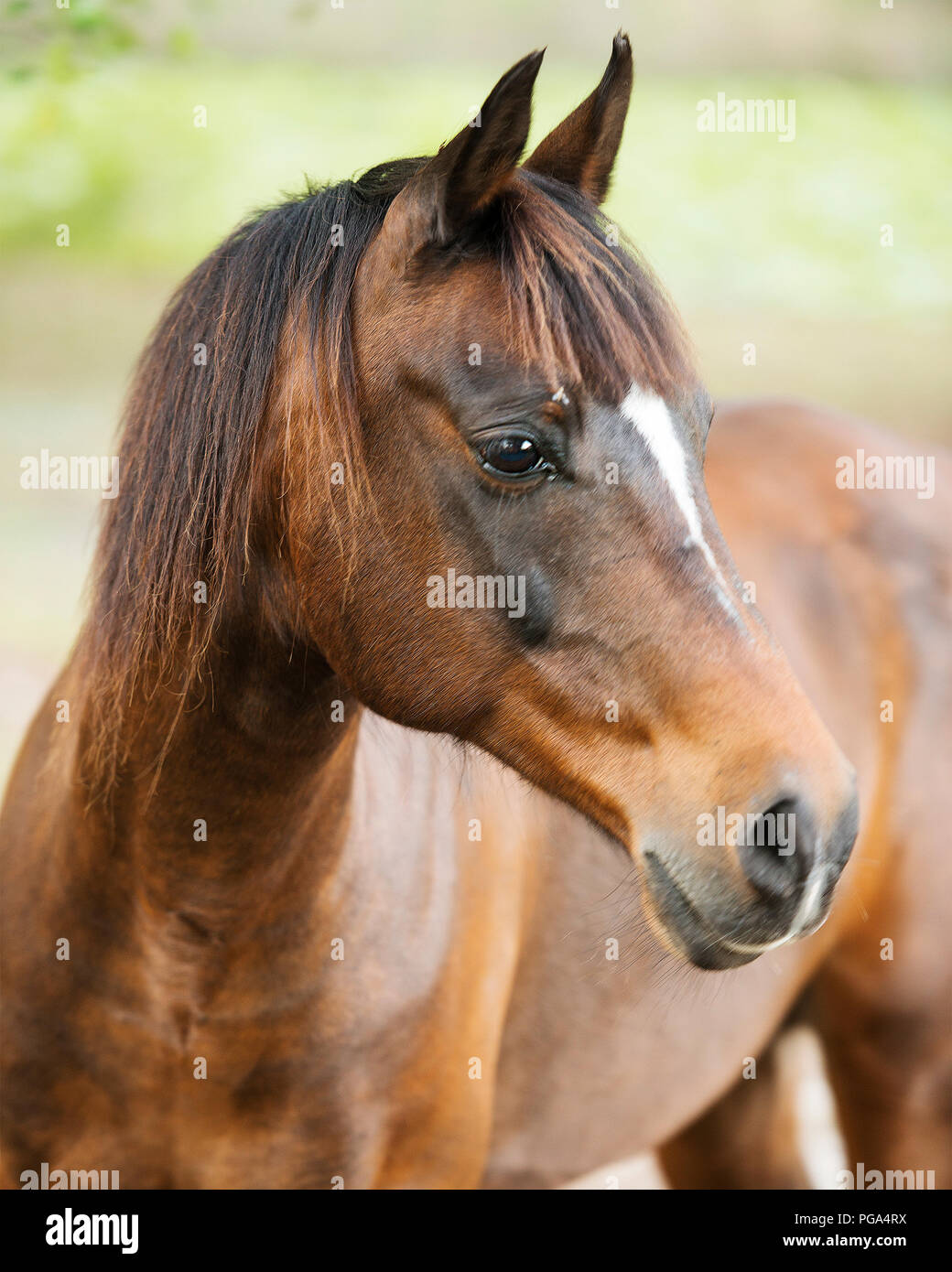 Tête d'animal cheval close-up profil latéral avec un arrière-plan flou. Photo. Photo. L'image. Portrait. Banque D'Images
