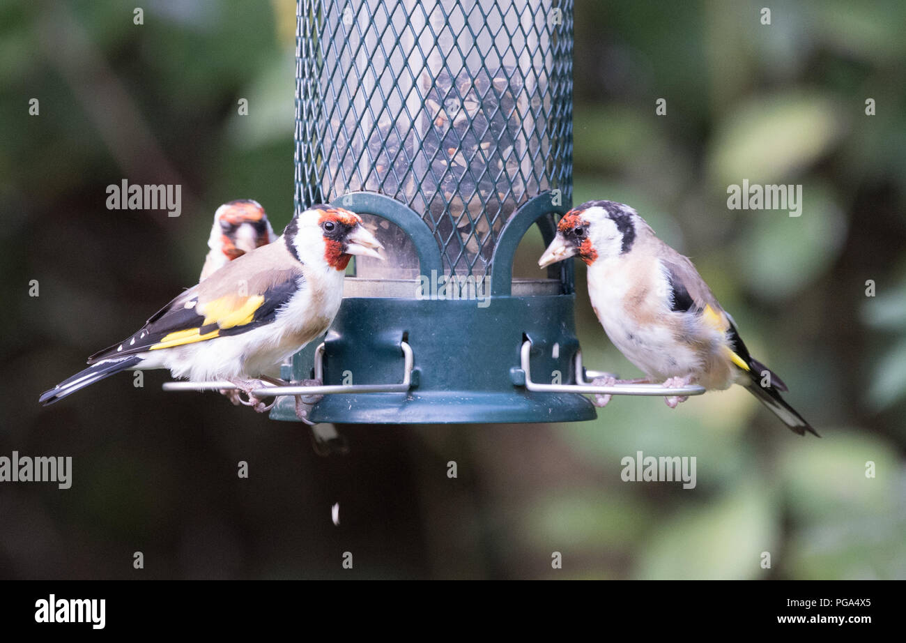 Les chardonnerets européens Banque D'Images