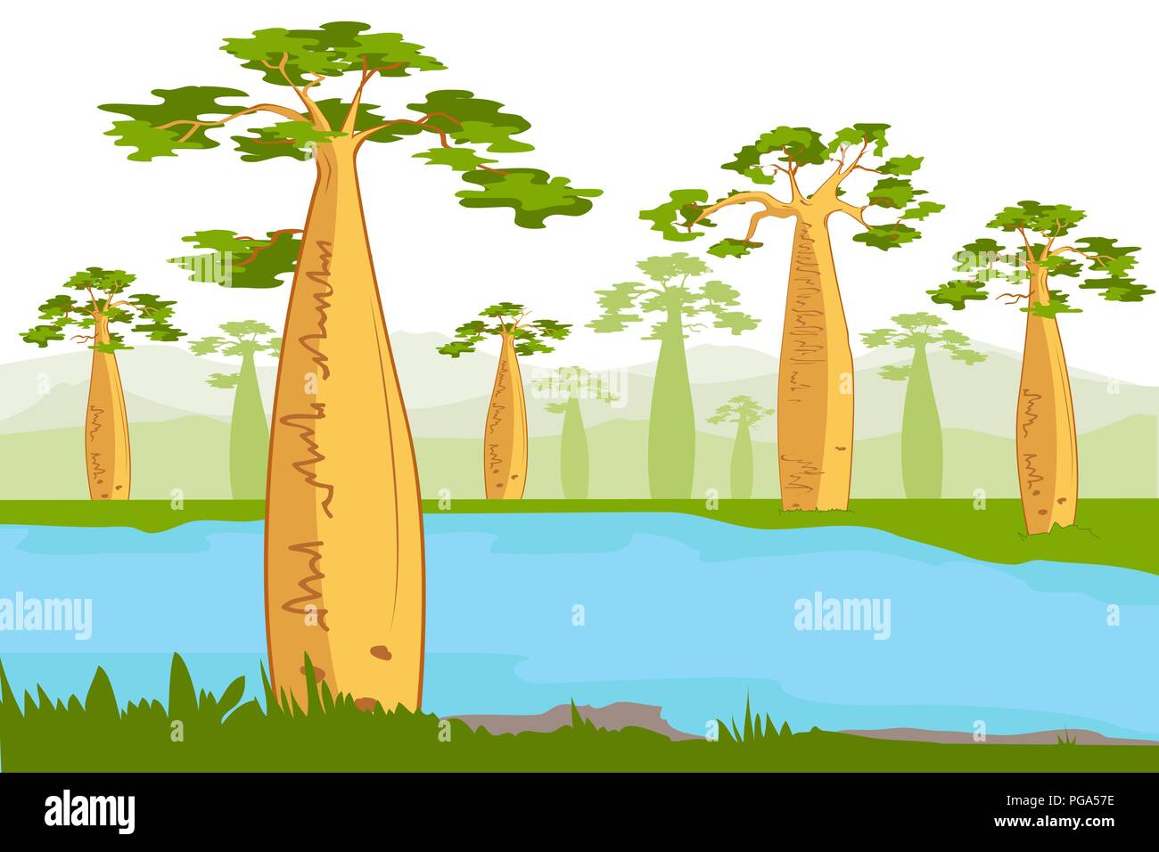 Baobabs nea la rivière. Baobab magnifiques silhouettes. L'Adansonia grandidieri. La flore de Madagascar. Paysage de vecteur Illustration de Vecteur