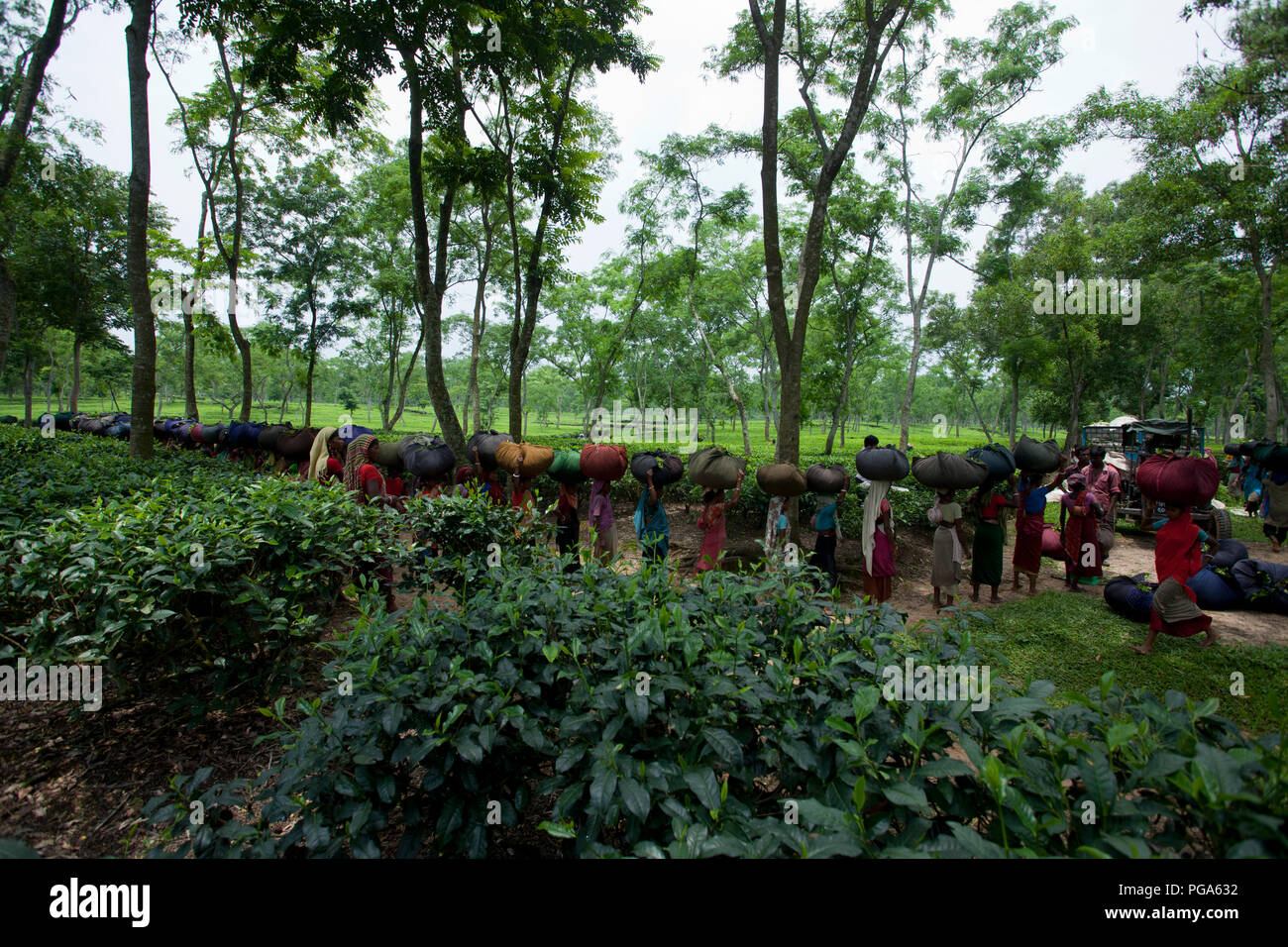 Les femmes portent des feuilles de thé panier pour le pesage de jours tirés au jardin de thé à Srimangal. Moulvibazar, Bangladesh. Banque D'Images