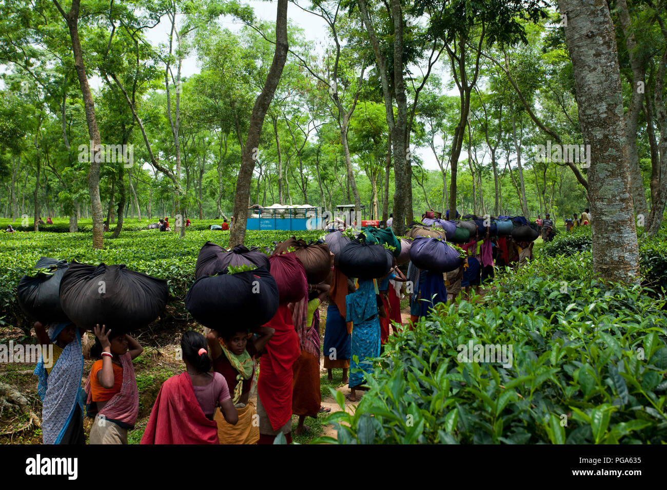 Les femmes portent des feuilles de thé panier pour le pesage de jours tirés au jardin de thé à Srimangal. Moulvibazar, Bangladesh. Banque D'Images