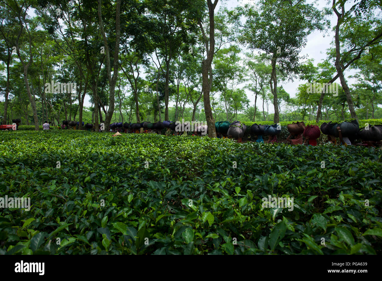Les femmes portent des feuilles de thé panier pour le pesage de jours tirés au jardin de thé à Srimangal. Moulvibazar, Bangladesh. Banque D'Images