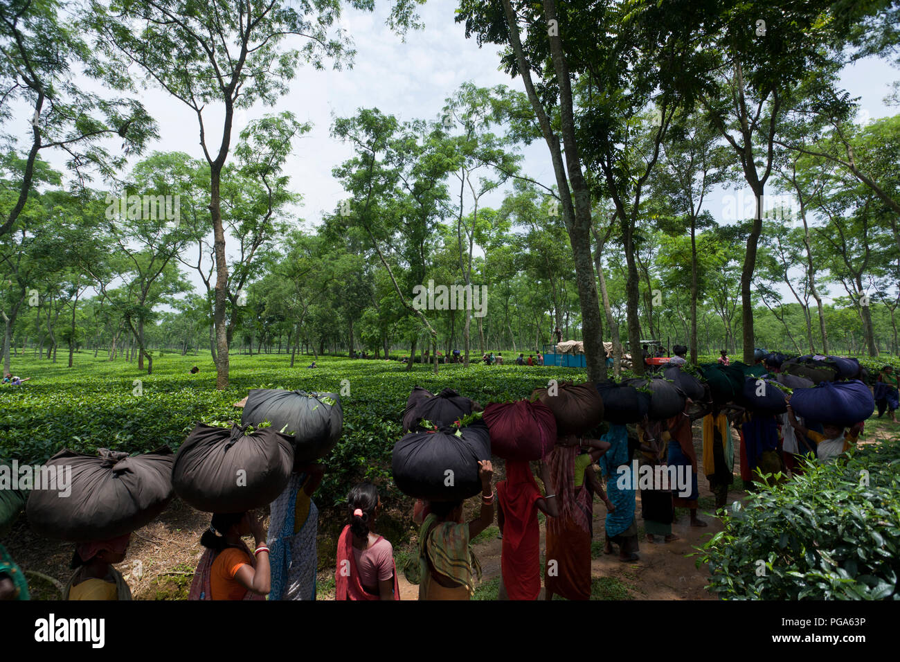 Les femmes portent des feuilles de thé panier pour le pesage de jours tirés au jardin de thé à Srimangal. Moulvibazar, Bangladesh. Banque D'Images