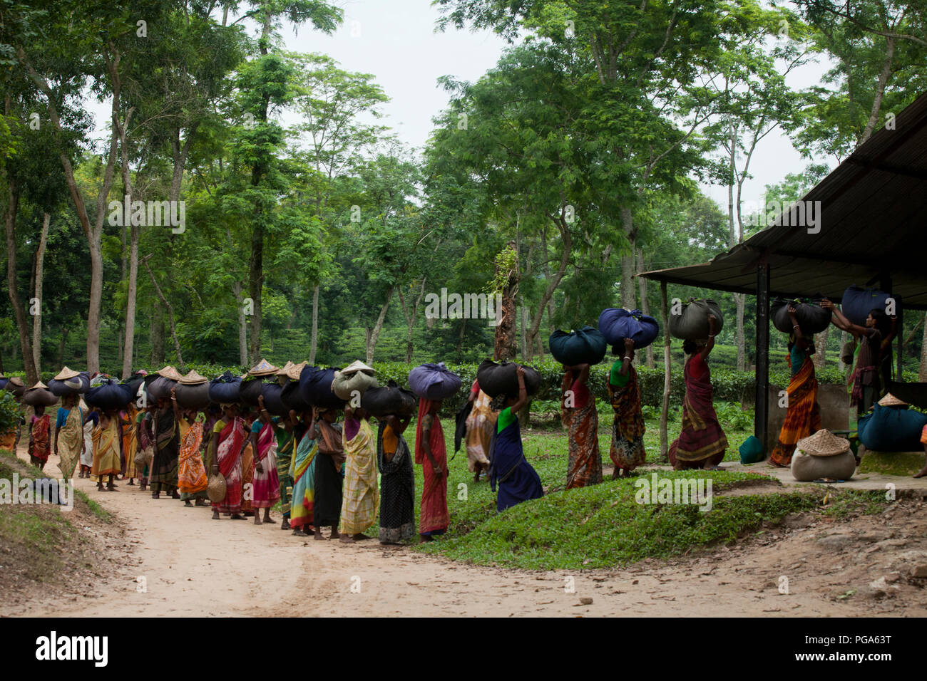 Les femmes portent des feuilles de thé panier pour le pesage de jours tirés au jardin de thé à Srimangal. Moulvibazar, Bangladesh. Banque D'Images