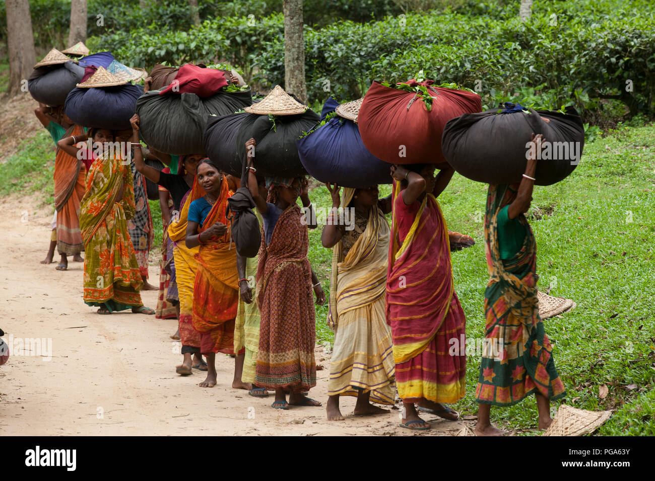 Les femmes portent des feuilles de thé panier pour le pesage de jours tirés au jardin de thé à Srimangal. Moulvibazar, Bangladesh. Banque D'Images
