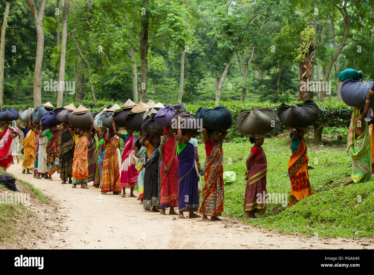 Les femmes portent des feuilles de thé panier pour le pesage de jours tirés au jardin de thé à Srimangal. Moulvibazar, Bangladesh. Banque D'Images
