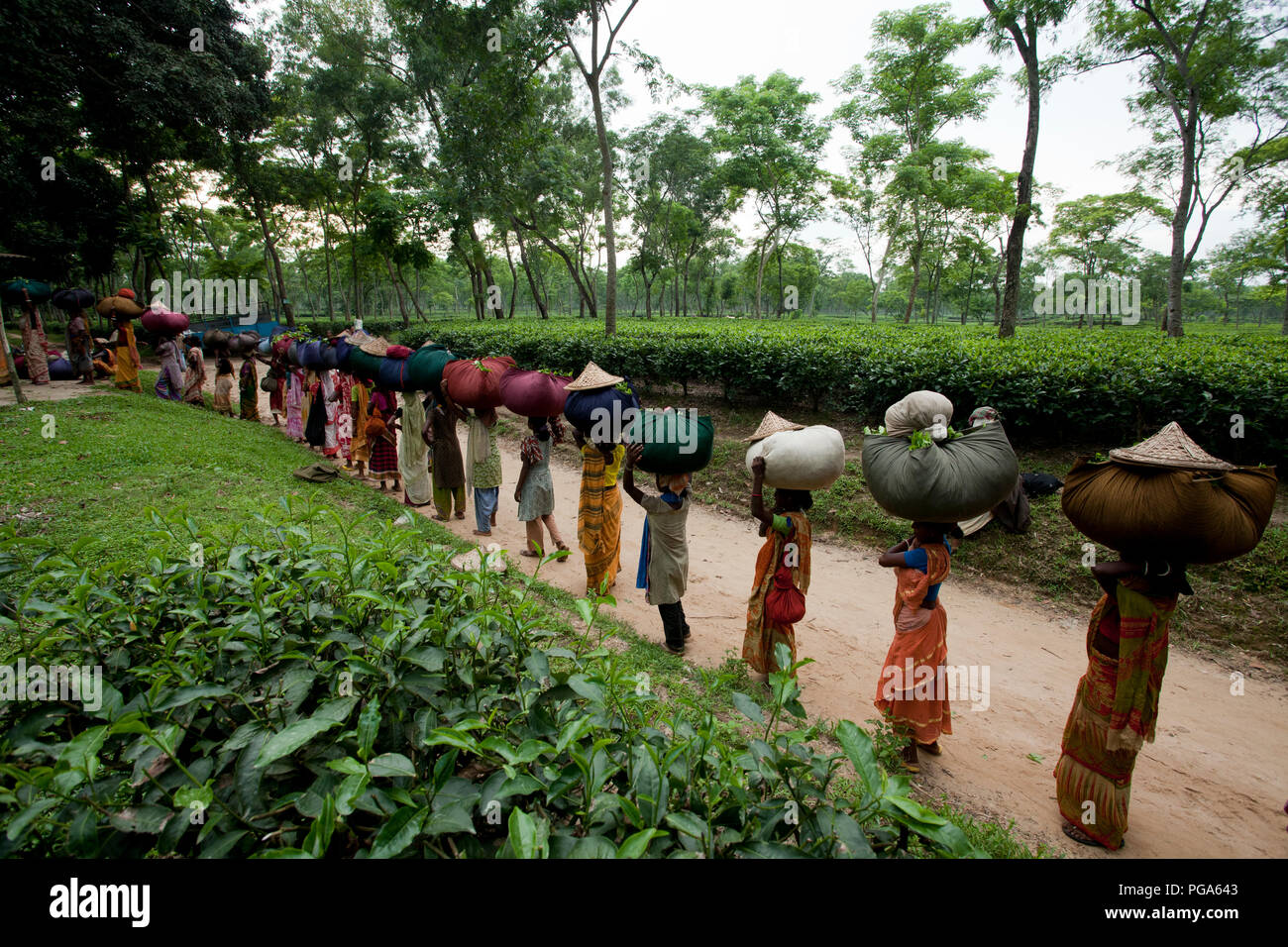 Les femmes portent des feuilles de thé panier pour le pesage de jours tirés au jardin de thé à Srimangal. Moulvibazar, Bangladesh. Banque D'Images