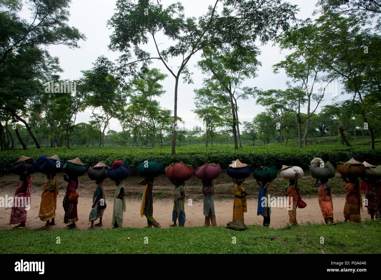 Les femmes portent des feuilles de thé panier pour le pesage de jours tirés au jardin de thé à Srimangal. Moulvibazar, Bangladesh. Banque D'Images